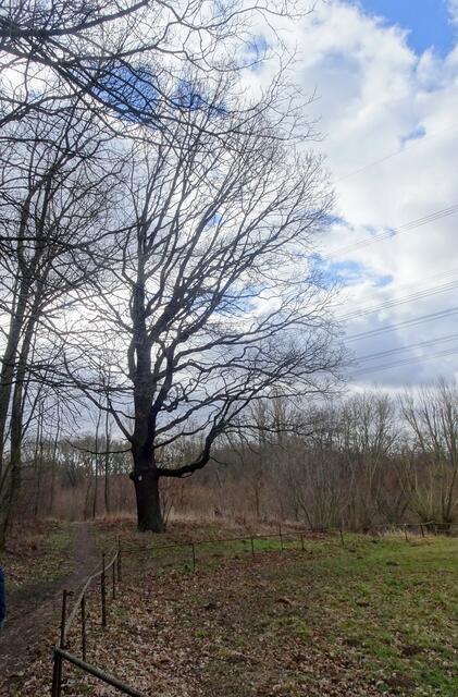 alte Eiche am Waldbad
