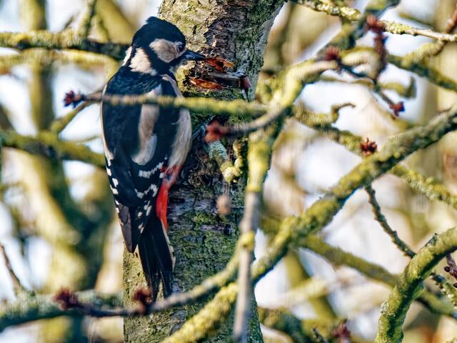 Madam Buntspecht hämmert jetzt am dicken Baumstamm weiter nach Futter.