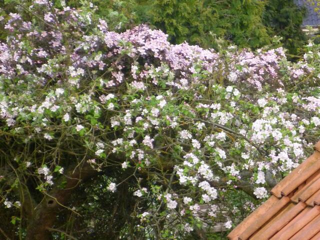 Clematis und Apfelblüten