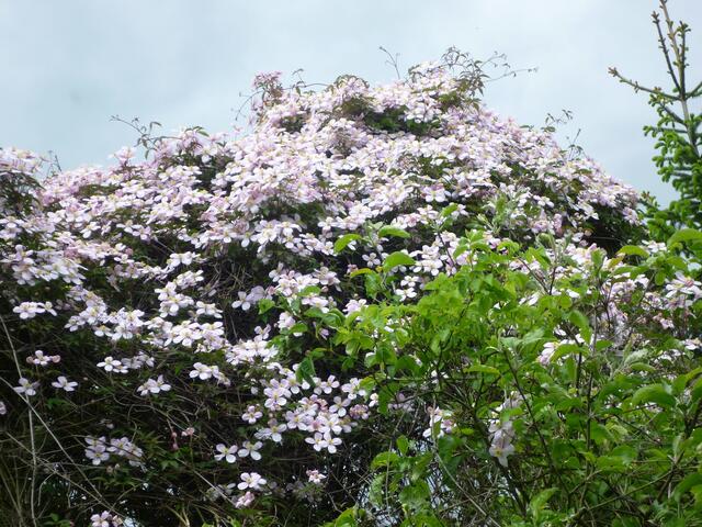 Clematis montana Mai 2014 auf dem Apfelbaum