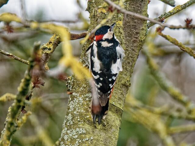Der Buntspecht meinte wohl, er könne jetzt Madam etwas süßes Zwitschern. Nix da, sie ist sofort weit davon geflogen.