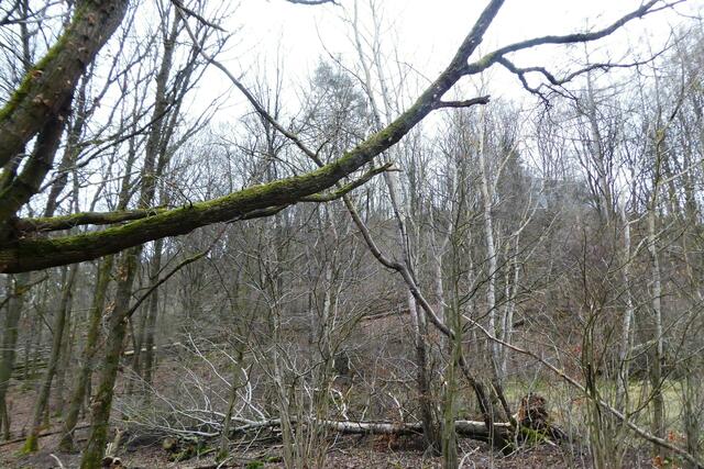 Am Ederhöhenweg bei dem Aufstieg von der Straße "Am Mühlrain" wird deutlich, dass der Weg gefährlich sein kann. Neben umgestürzten Bäumen hängen einige noch in den Ästen anderer Bäume.
