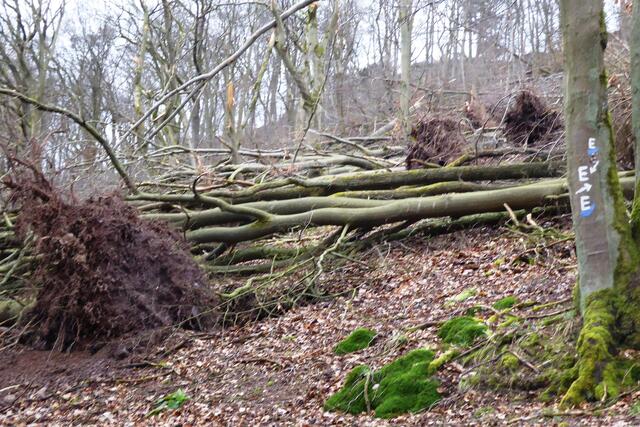 Auf dem Ederhöhenweg haben die Tiefs einige Bäume zu Fall gebracht.