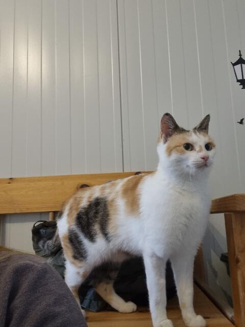 Nelly (Pflegestelle)