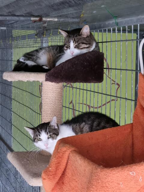 Jimmy und Chayenne (Pflegestelle)