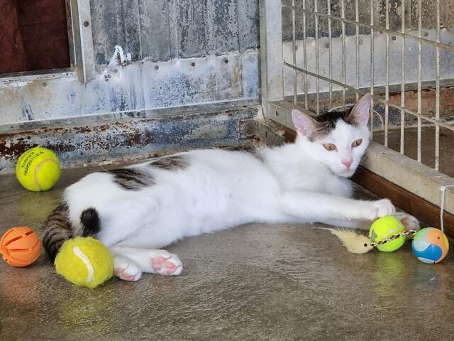 Vince (Pflegestelle)