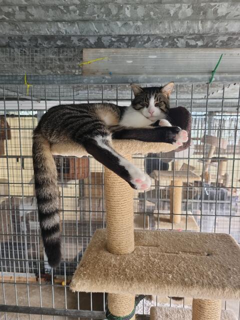 Jimmy (Pflegestelle)