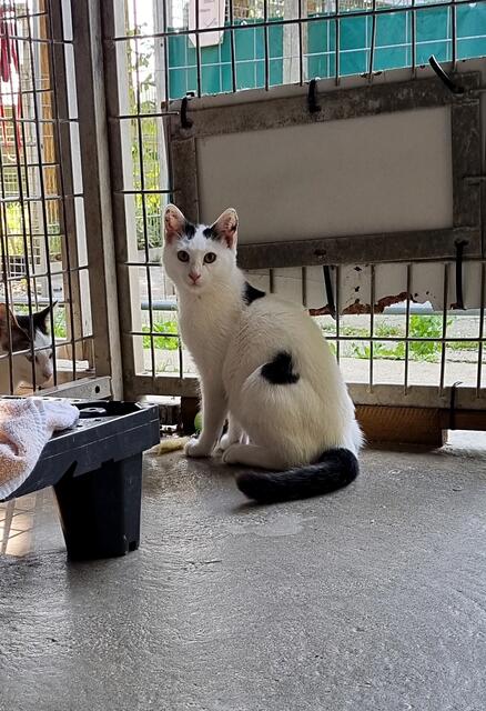 Berthold (Pflegestelle)