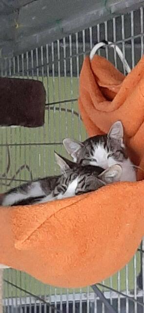 Jimmy und Chayenne (Pflegestelle)