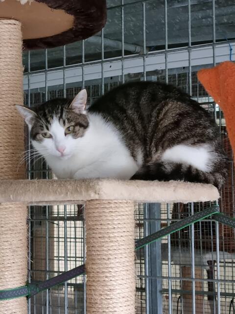 Chayenne (Pflegestelle)