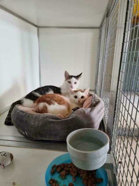 Vince und Vito (Pflegestelle)