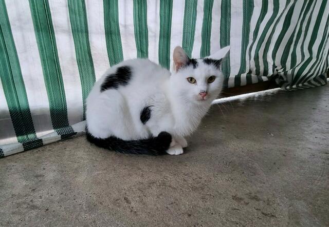 Berthold (Pflegestelle)