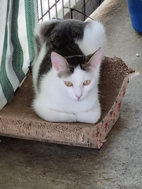 Vince (Pflegestelle)