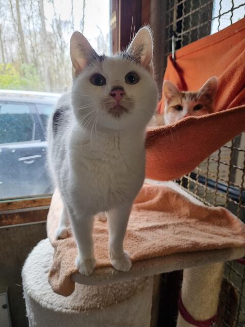 Berthold und Bert (Pflegestelle)