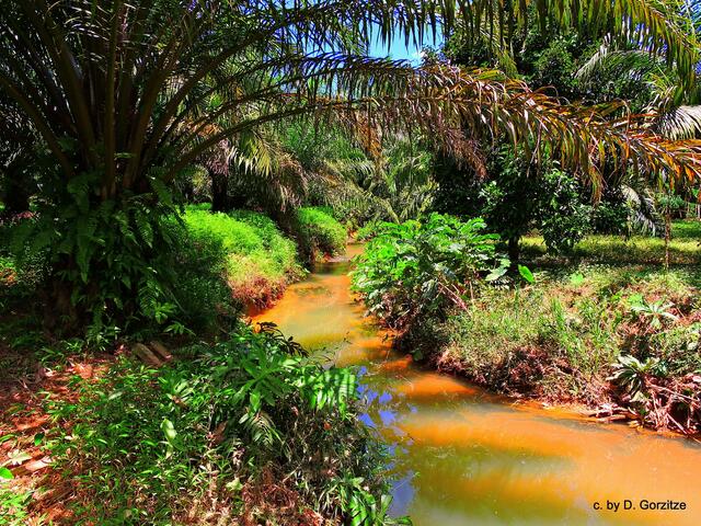 Einer der vielen Bachläufe.