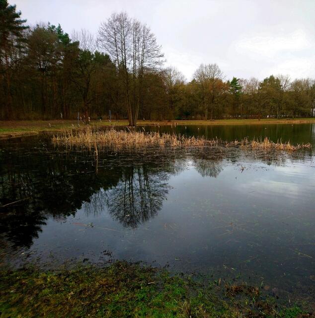 Spiegelungen im Langenhagener Waldsee