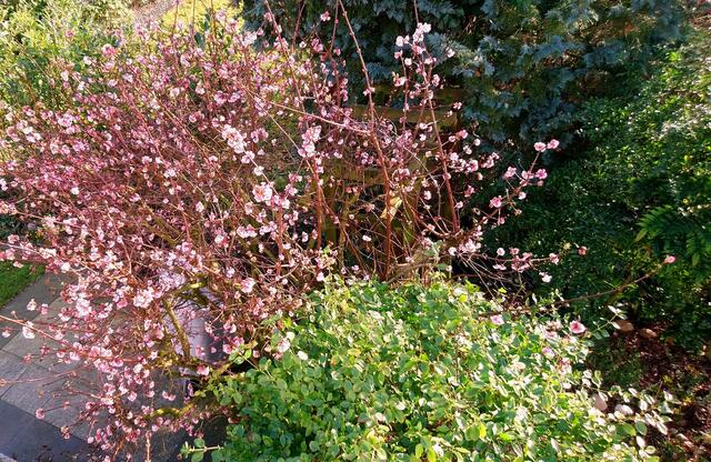 Dieser Winterblüher trägt in diesem Jahr besonders viele Blüten.