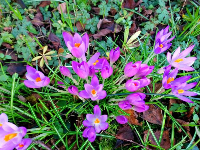 Die Krokusse blühen besonders schön.