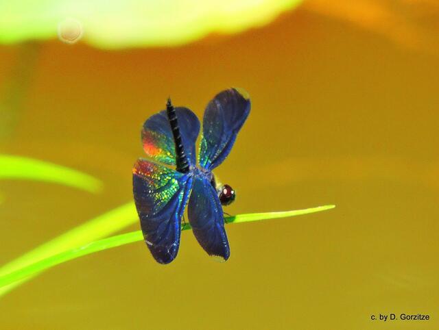 Libelle mit Metalliceffekt.