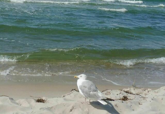 Darß, Weststrand, Prerow, nahe Leuchtturm