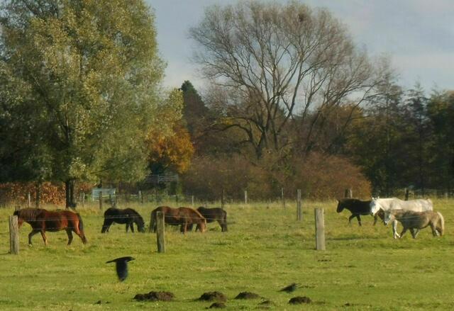 Bothfeld, Laher Wiesen, wer erkennt die Krähe im Vordergrund?