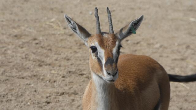 Das "Da neben Dir ist was viel interessanteres als Du-Gesicht"