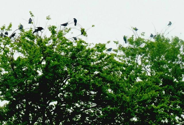 Bothfeld, D(T)eichwiesen, was sind das für Vögel? Könnten es Stare sein, leider ist das  Gefieder nicht ausreichend zu erkennen