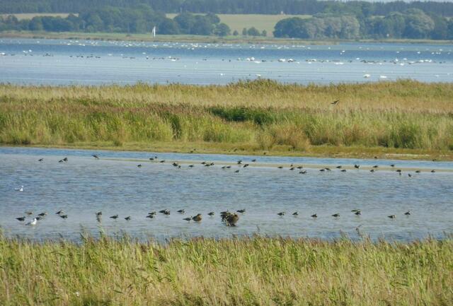 Darß, Naturschutzgebiet nahe Zingst