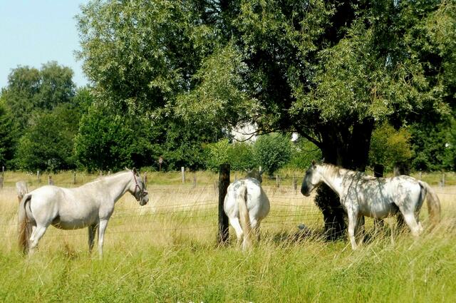 Bothfeld, Laher Wiesen, Schutz vor der Mittagshitze