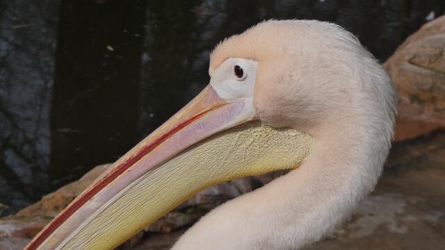 Das absolute "Pelikan-Profi-Model-Gesicht"