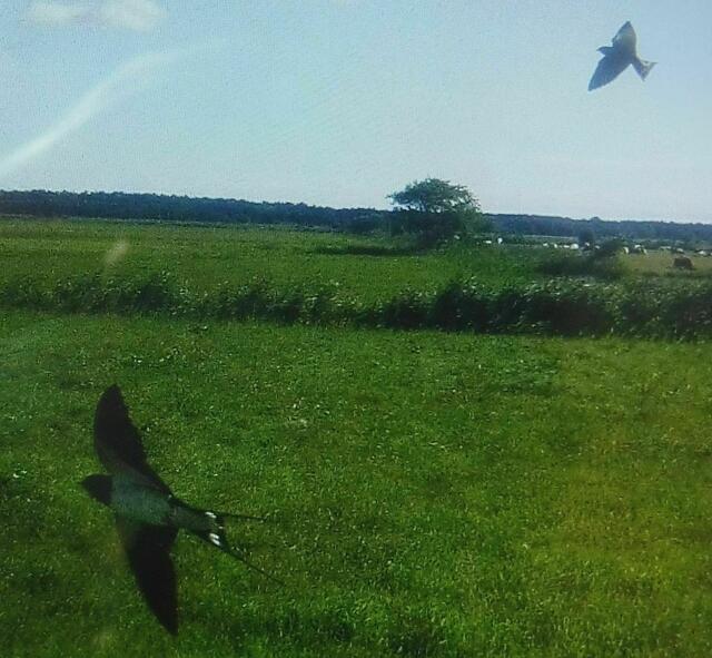 Darß, Seeschwalben-Flugkünste, Salzwiesen, nahe Wieck