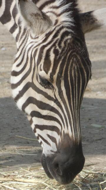 Kein "Sidolin Streifenfrei-Gesicht" 😂🤣😂