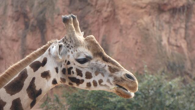 Das "Ich hab grad was besseres zu tun-Gesicht"