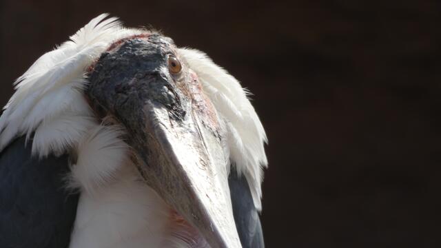 Das "Hallöchen Duuuu-Gesicht"