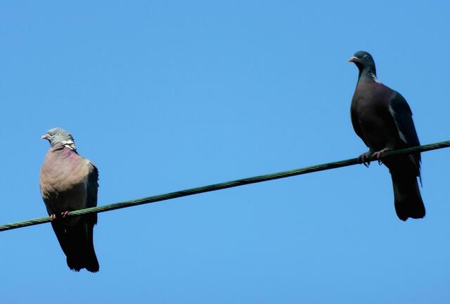 Irgendwo in Bothfeld