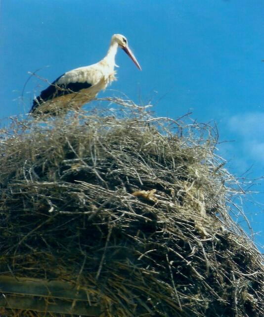 Storch, irgendwo auf dem Darß, wartet auf eine Gefährtin