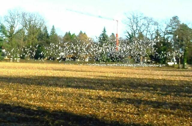 Isernhagen Süd, Tauben-Schwarm über einem abgeernteten Maisfeld