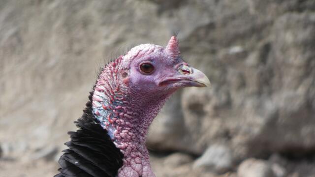 Das .........ääähhhhhmmmm ...... naja, ein Gesicht halt!