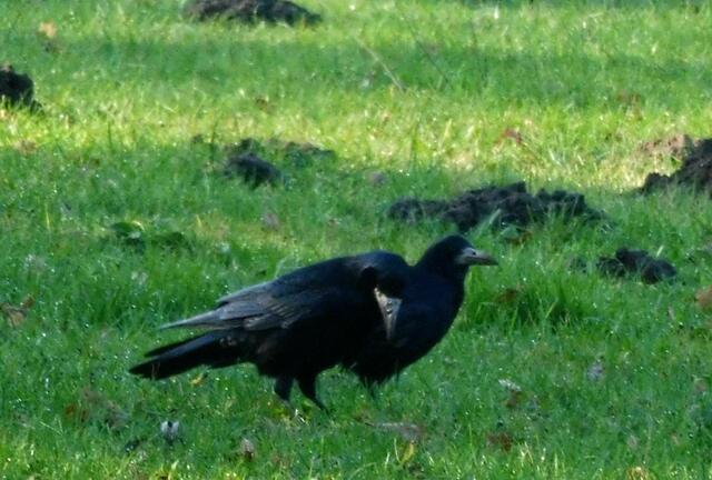Bothfeld, Krähenberg, Krähen eng umschlungen