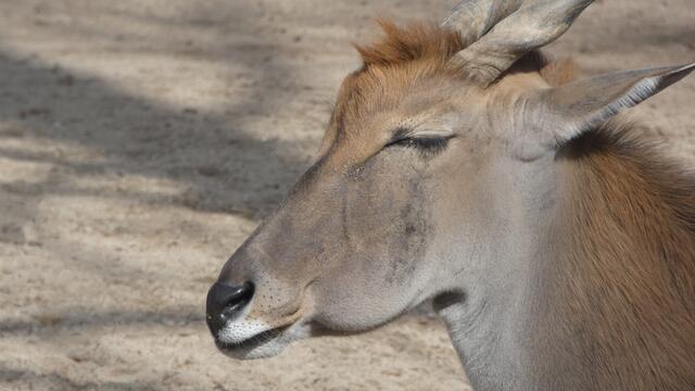 Das "Sowas Albernes habe ich nicht nötig-Gesicht"