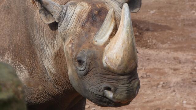 Das "Ich altere in Würde-Gesicht"