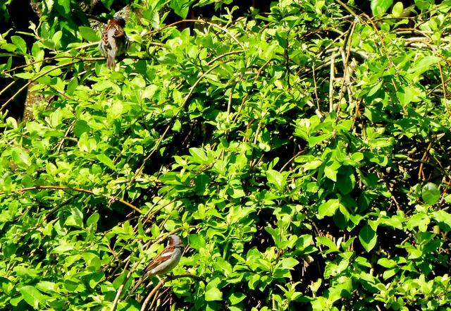 Bothfeld, Kleingartenkolonie Deichwiesen, das sind Spatzen, die erkennt sogar der Berichterstatter, ...