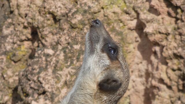 Das "Alles Gute kommt von oben-Gesicht"