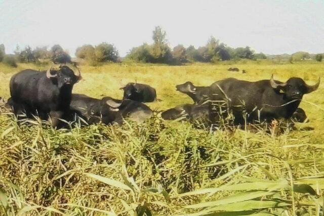 Wasserbüffel, Salzwiesen,  Darß nahe Prerow. Das Wasser ist in der Nähe