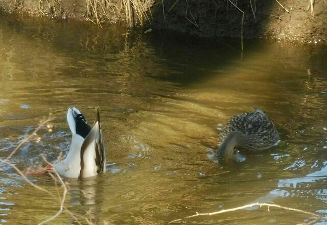 Isernhagen Süd, Wietze, Köpfchen in das Wasser, Schwänzchen in die Höh