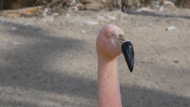 Das leicht blasierte Gesicht