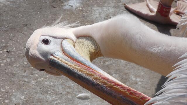 Das "Du bist ziemlich schräg-Gesicht"