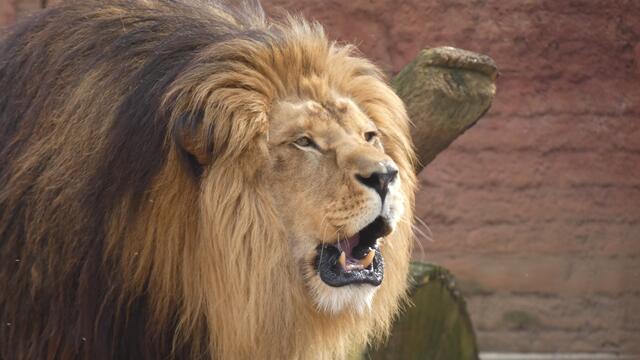 Königliches Gesicht