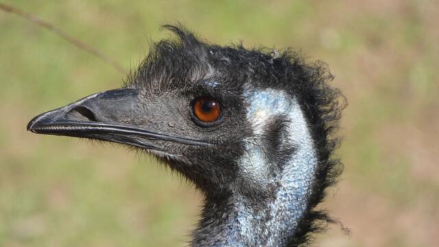 Das "Ich verklag meinen Frisör-Gesicht"