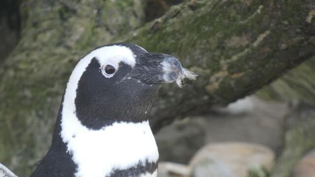 Das "Da kannste Dir Fusseln an den Schnabel reden-Gesicht"